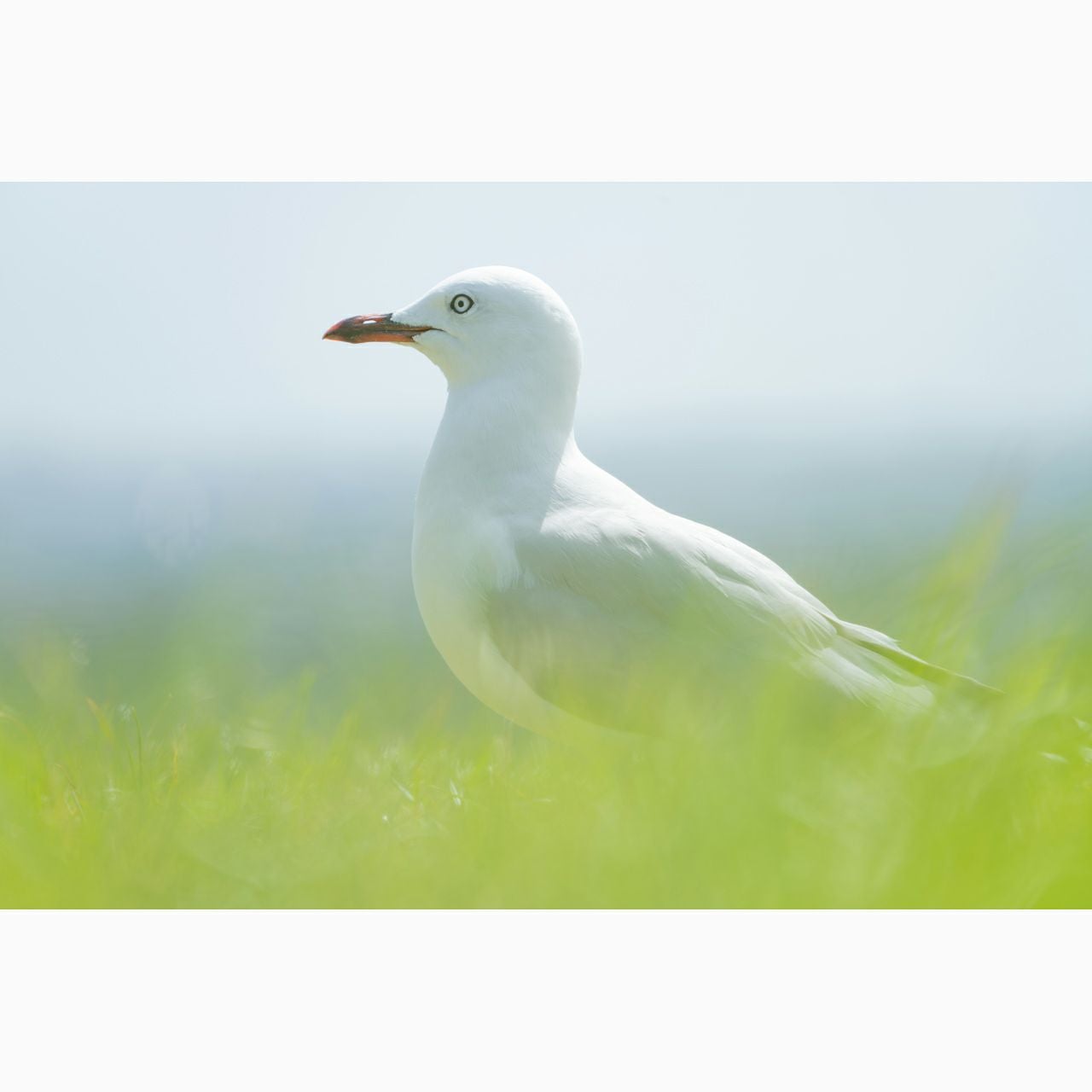 28-300mm F/4-7.1 Di III VC VXD ソニーE用 A074S - 公式通販